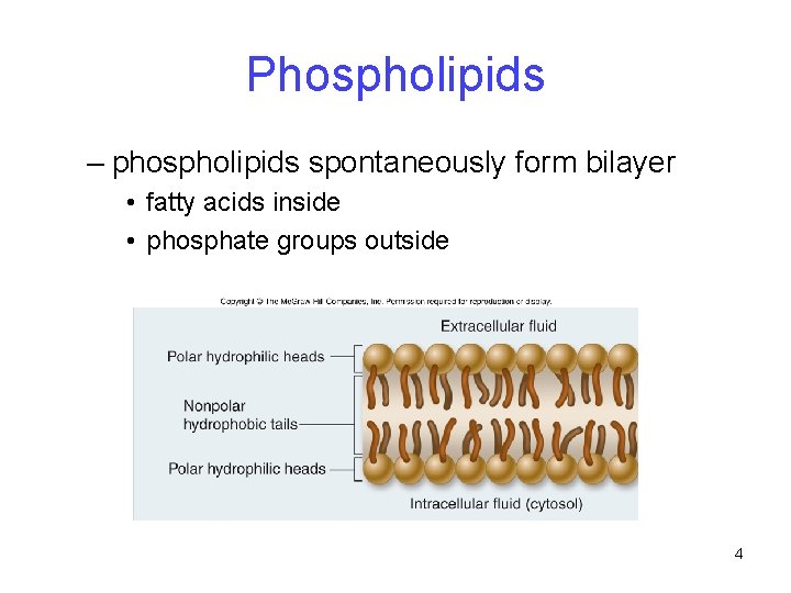 Phospholipids – phospholipids spontaneously form bilayer • fatty acids inside • phosphate groups outside