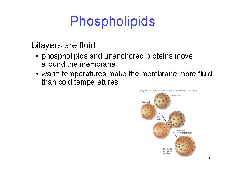 Phospholipids – bilayers are fluid • phospholipids and unanchored proteins move around the membrane