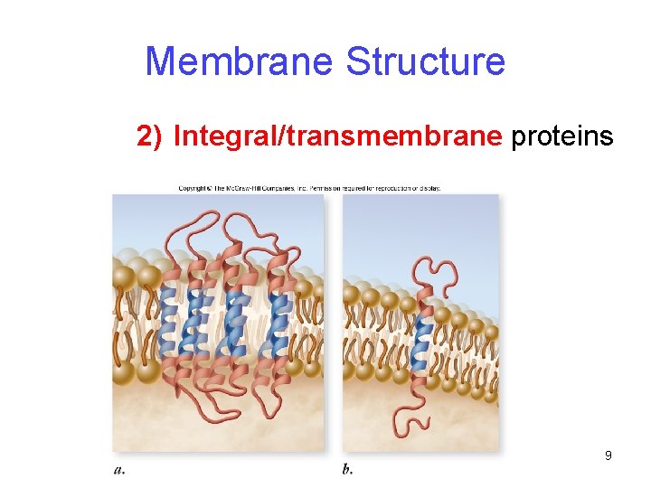 Membrane Structure 2) Integral/transmembrane proteins 9 