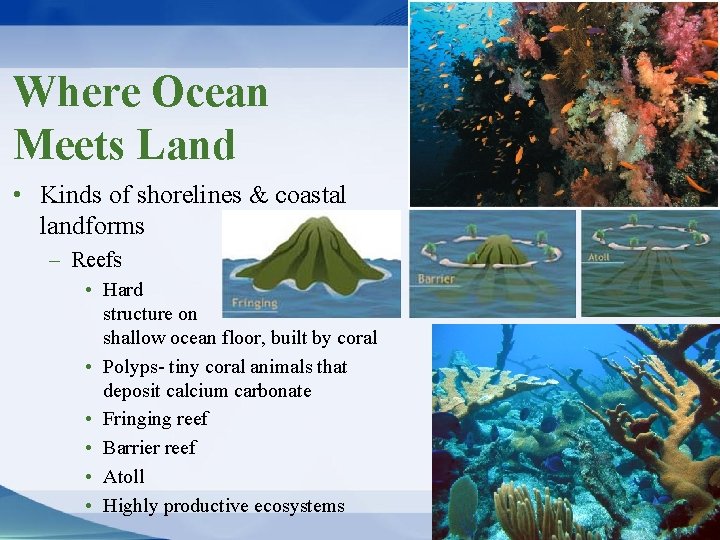 Where Ocean Meets Land • Kinds of shorelines & coastal landforms – Reefs •