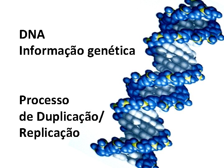 DNA Informação genética Processo de Duplicação/ Replicação 