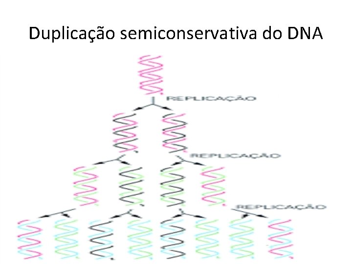 Duplicação semiconservativa do DNA 