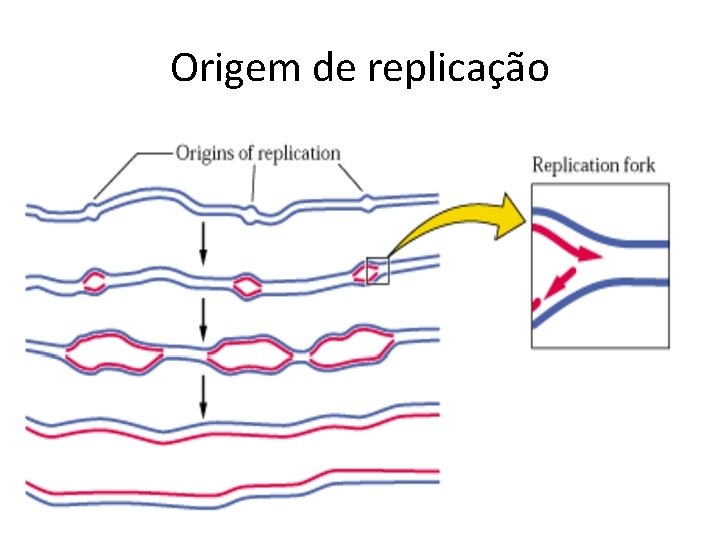 Origem de replicação 