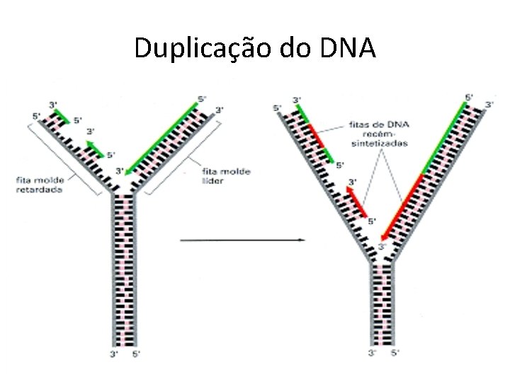 Duplicação do DNA 