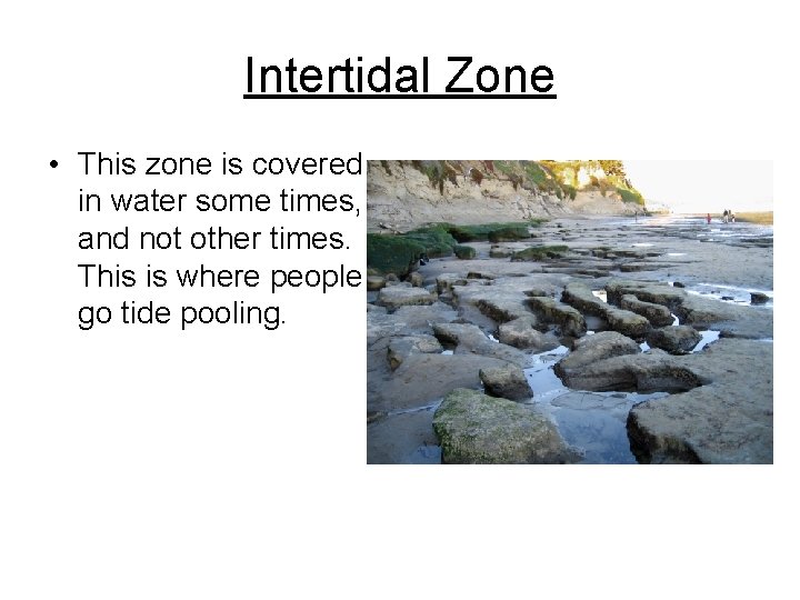 Intertidal Zone • This zone is covered in water some times, and not other