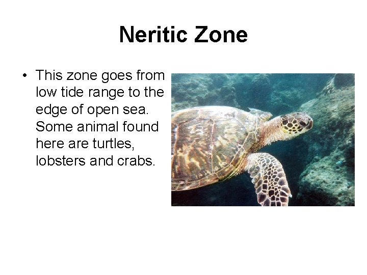 Neritic Zone • This zone goes from low tide range to the edge of