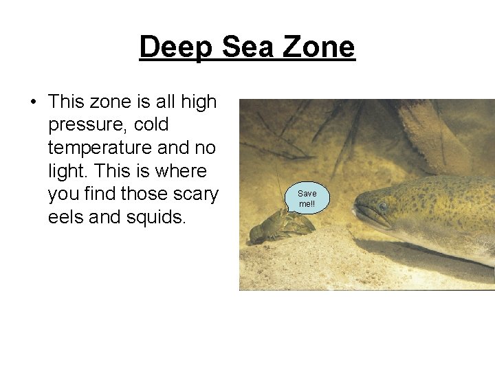 Deep Sea Zone • This zone is all high pressure, cold temperature and no