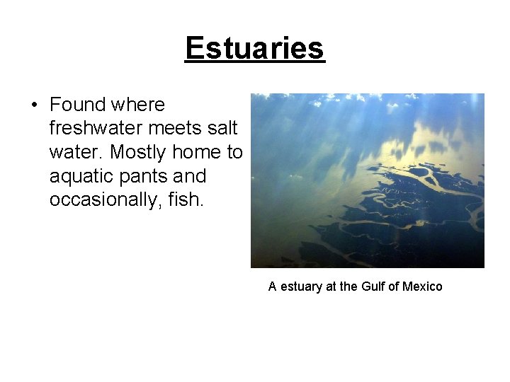 Estuaries • Found where freshwater meets salt water. Mostly home to aquatic pants and