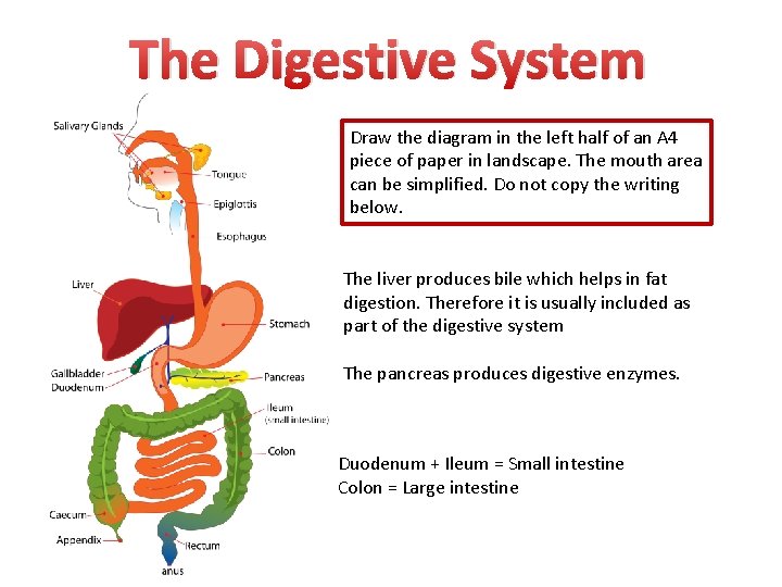 The Digestive System Draw the diagram in the left half of an A 4