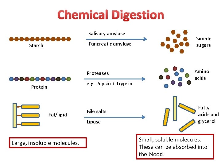 Chemical Digestion Salivary amylase Pancreatic amylase Starch Proteases e. g. Pepsin + Trypsin Protein