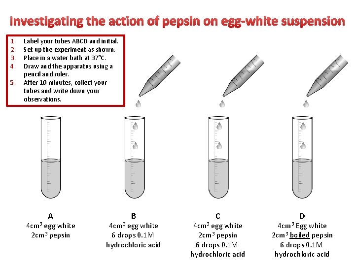 Investigating the action of pepsin on egg-white suspension 1. 2. 3. 4. 5. Label