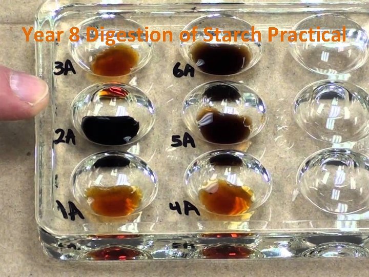 Year 8 Digestion of Starch Practical 