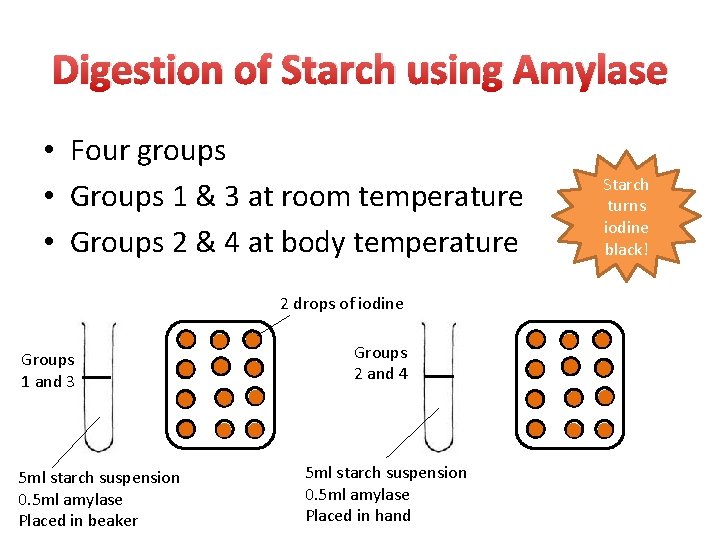 Digestion of Starch using Amylase • Four groups • Groups 1 & 3 at