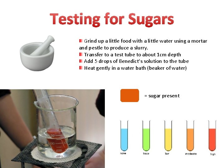 Testing for Sugars Grind up a little food with a little water using a