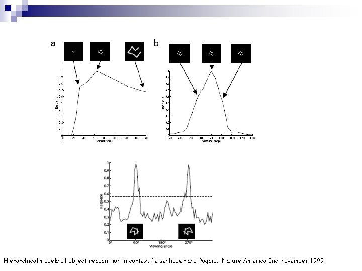 Hierarchical models of object recognition in cortex. Reisenhuber and Poggio. Nature America Inc, november