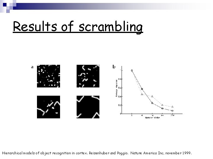 Results of scrambling Hierarchical models of object recognition in cortex. Reisenhuber and Poggio. Nature