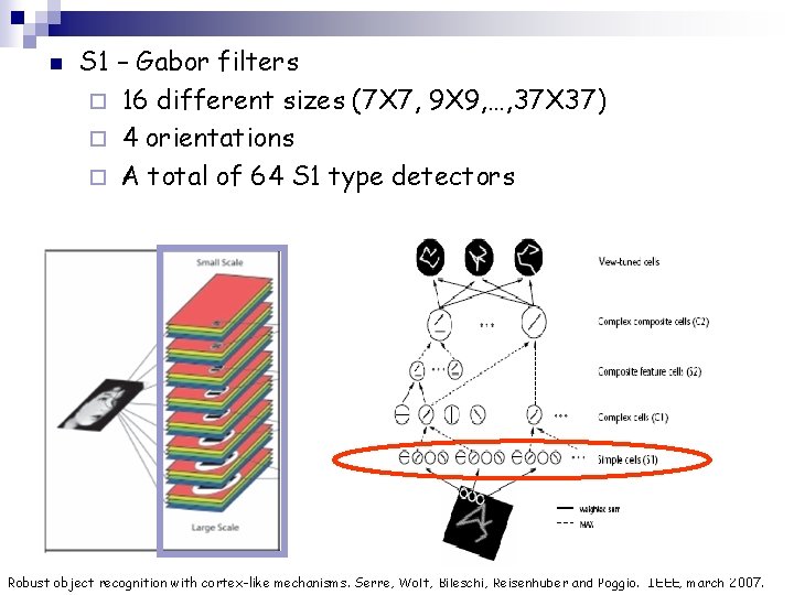 n S 1 – Gabor filters ¨ 16 different sizes (7 X 7, 9