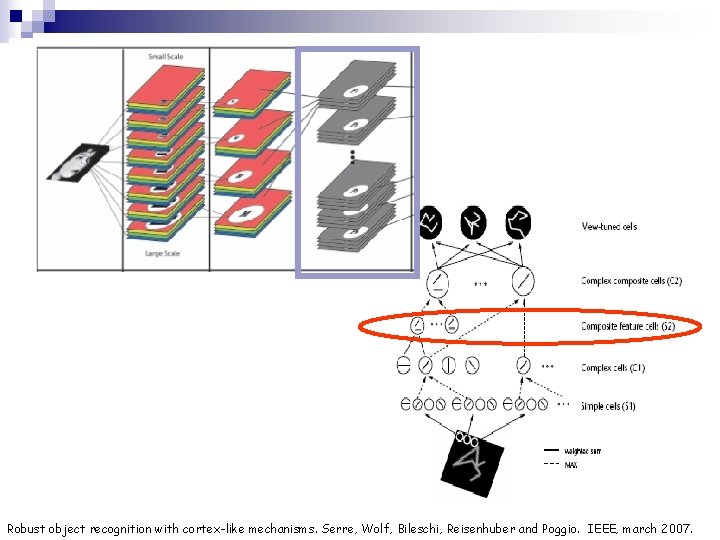 Robust object recognition with cortex-like mechanisms. Serre, Wolf, Bileschi, Reisenhuber and Poggio. IEEE, march
