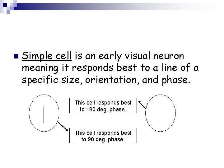 n Simple cell is an early visual neuron meaning it responds best to a