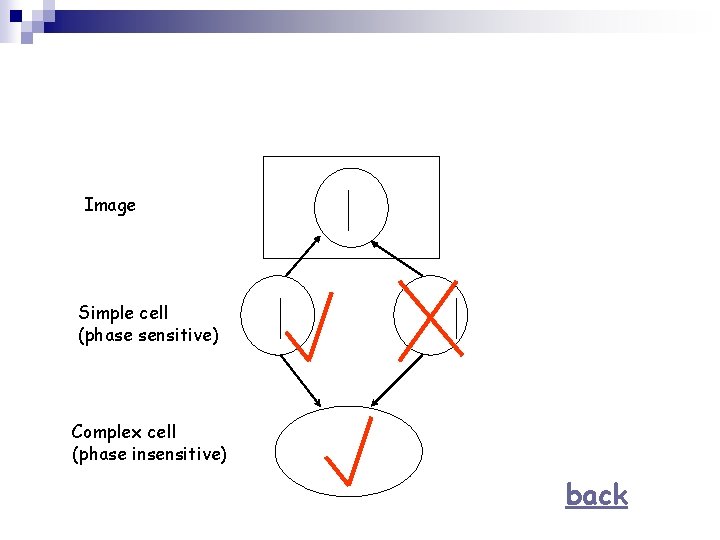 Image Simple cell (phase sensitive) Complex cell (phase insensitive) back 