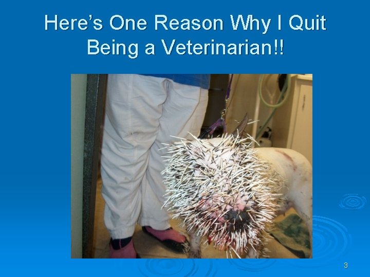 Here’s One Reason Why I Quit Being a Veterinarian!! 3 
