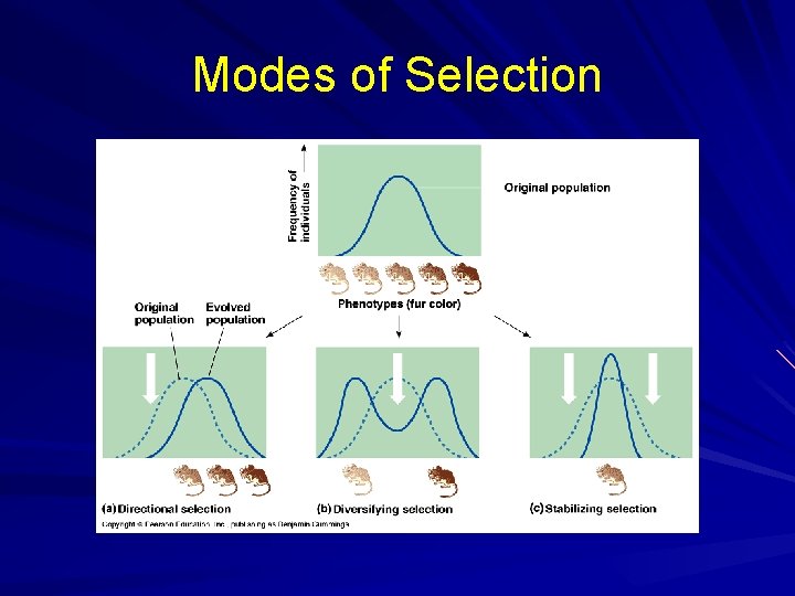 Modes of Selection 