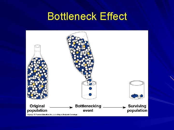 Bottleneck Effect 