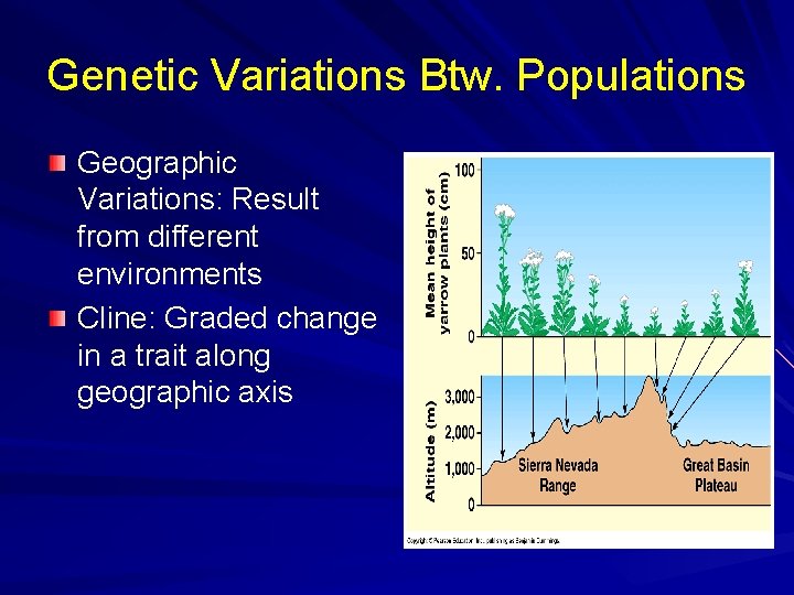 Genetic Variations Btw. Populations Geographic Variations: Result from different environments Cline: Graded change in