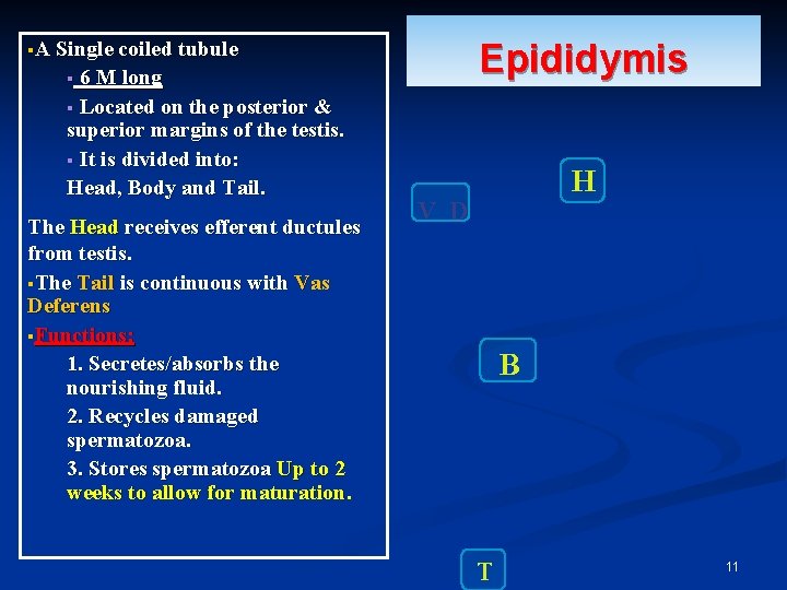 §A Single coiled tubule 6 M long § Located on the posterior & superior