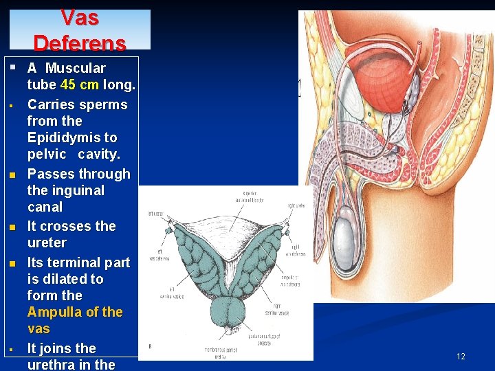 Vas Deferens § A Muscular § n n n § tube 45 cm long.