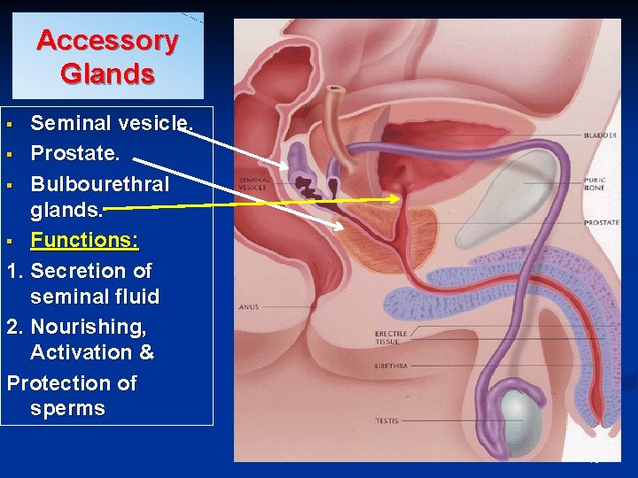 Accessory Glands Seminal vesicle. § Prostate. § Bulbourethral glands. § Functions: 1. Secretion of