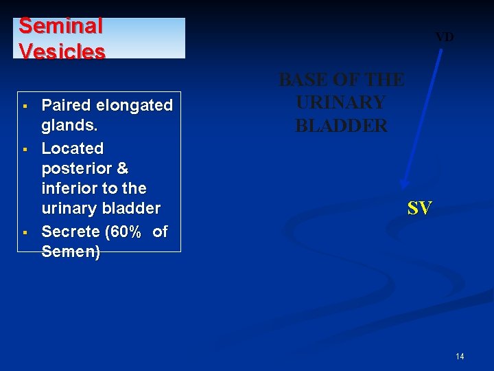 Seminal Vesicles § § § Paired elongated glands. Located posterior & inferior to the