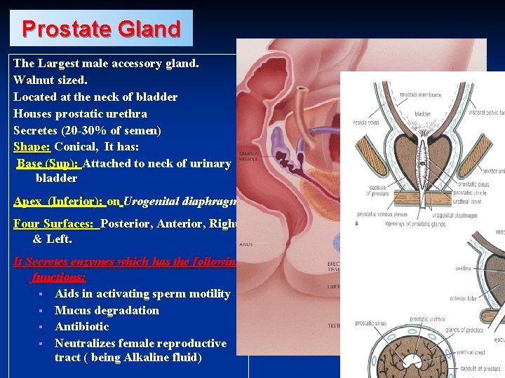 Prostate Gland The Largest male accessory gland. Walnut sized. Located at the neck of