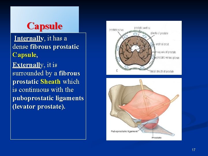 Capsule Internally, it has a dense fibrous prostatic Capsule, Externally, it is surrounded by
