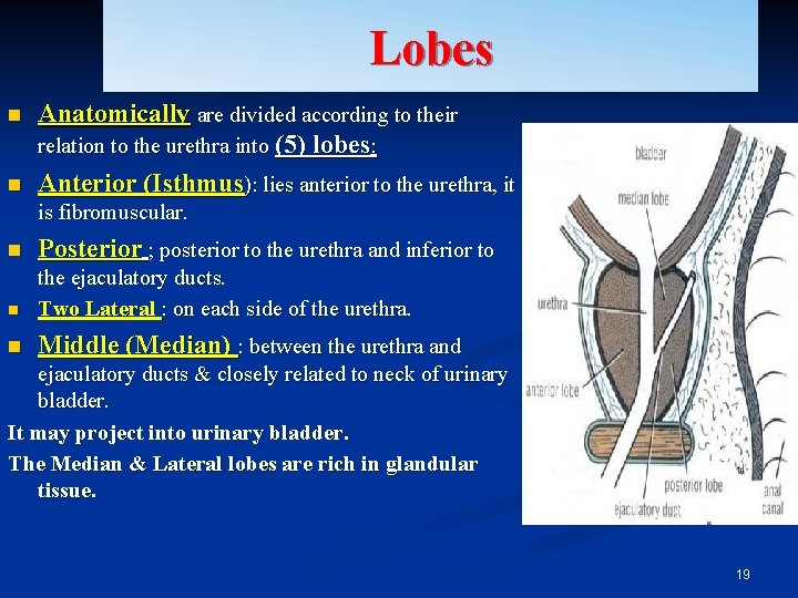 Lobes n n Anatomically are divided according to their relation to the urethra into