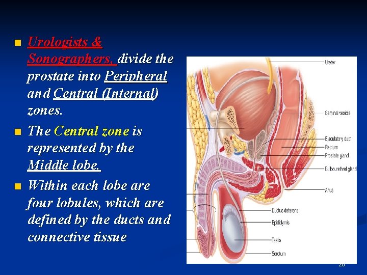 n n n Urologists & Sonographers, divide the prostate into Peripheral and Central (Internal)