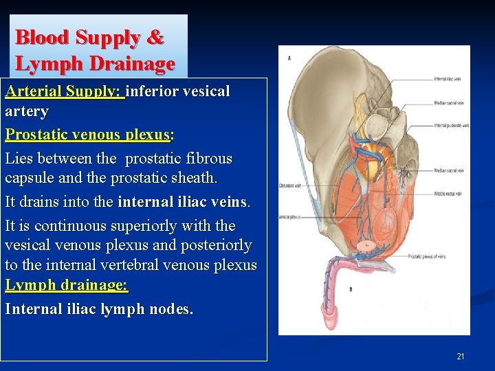 Blood Supply & Lymph Drainage Arterial Supply: inferior vesical artery Prostatic venous plexus: Lies