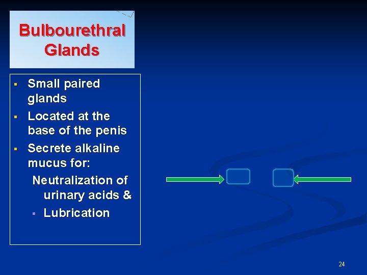 Bulbourethral Glands § § § Small paired glands Located at the base of the