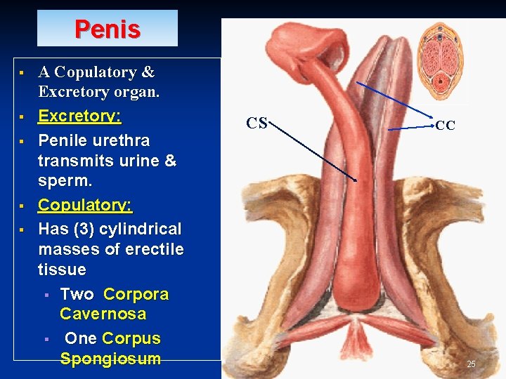 Penis § § § A Copulatory & Excretory organ. Excretory: Penile urethra transmits urine