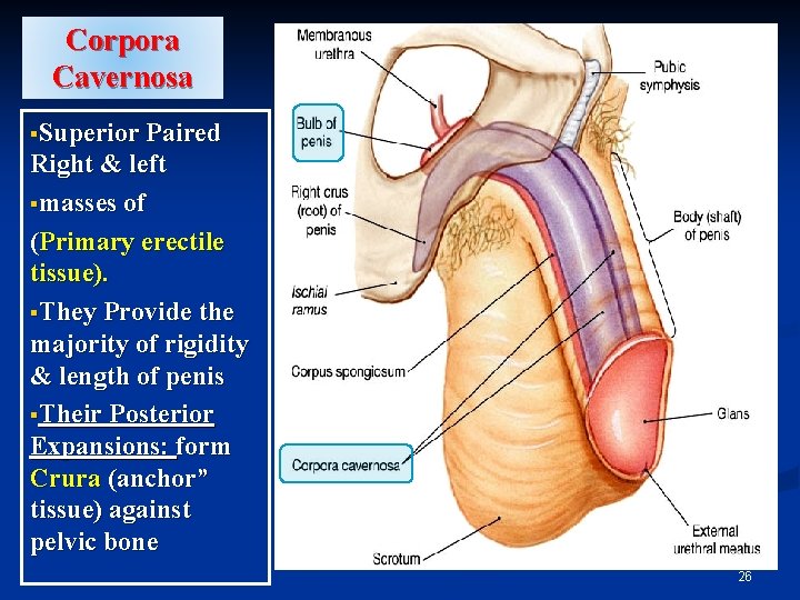 Corpora Cavernosa §Superior Paired Right & left §masses of (Primary erectile tissue). §They Provide