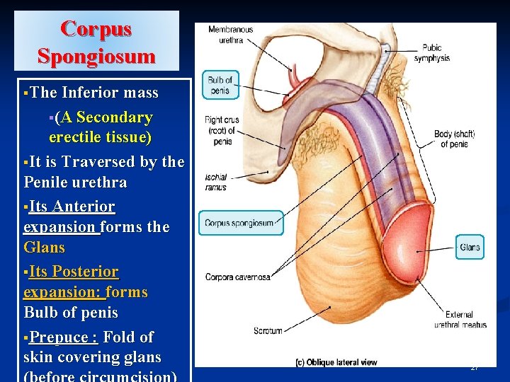 Corpus Spongiosum §The Inferior mass §(A Secondary erectile tissue) §It is Traversed by the