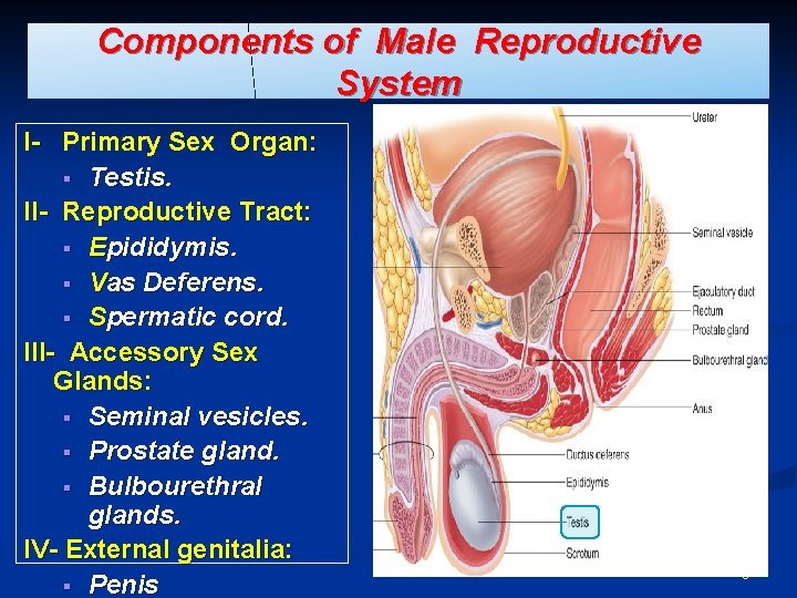 Components of Male Reproductive System I- Primary Sex Organ: § Testis. II- Reproductive Tract: