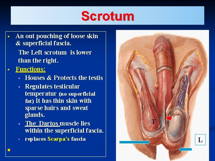 Scrotum § § An out pouching of loose skin & superficial fascia. The Left