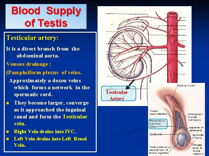 Blood Supply of Testis Testicular artery: It is a direct branch from the abdominal