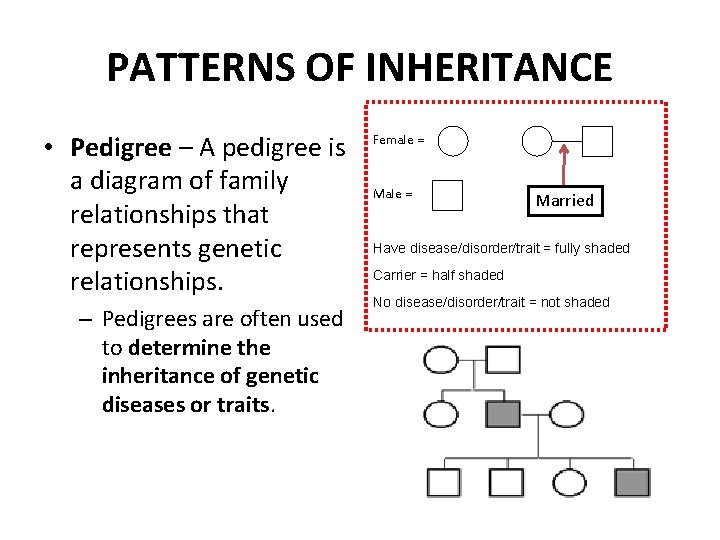 PATTERNS OF INHERITANCE • Pedigree – A pedigree is a diagram of family relationships