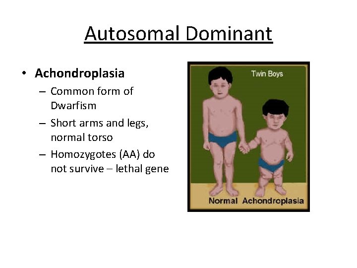 Autosomal Dominant • Achondroplasia – Common form of Dwarfism – Short arms and legs,