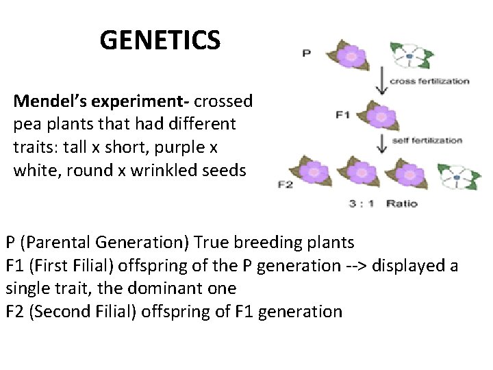 GENETICS Mendel’s experiment- crossed pea plants that had different traits: tall x short, purple