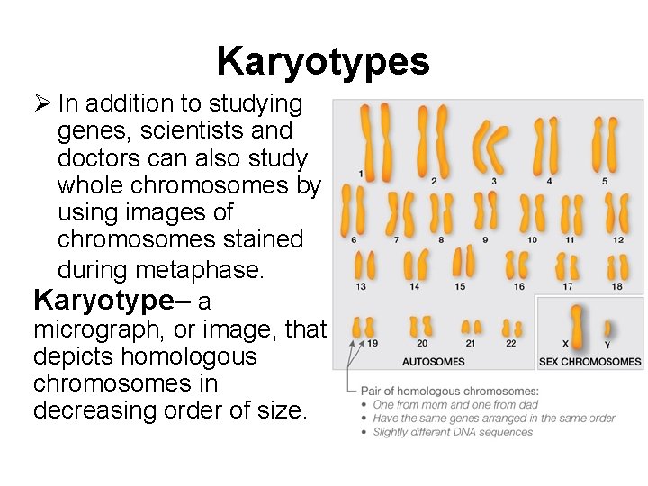 Karyotypes In addition to studying genes, scientists and doctors can also study whole chromosomes