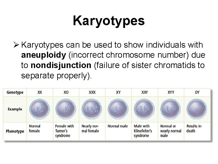 Karyotypes can be used to show individuals with aneuploidy (incorrect chromosome number) due to