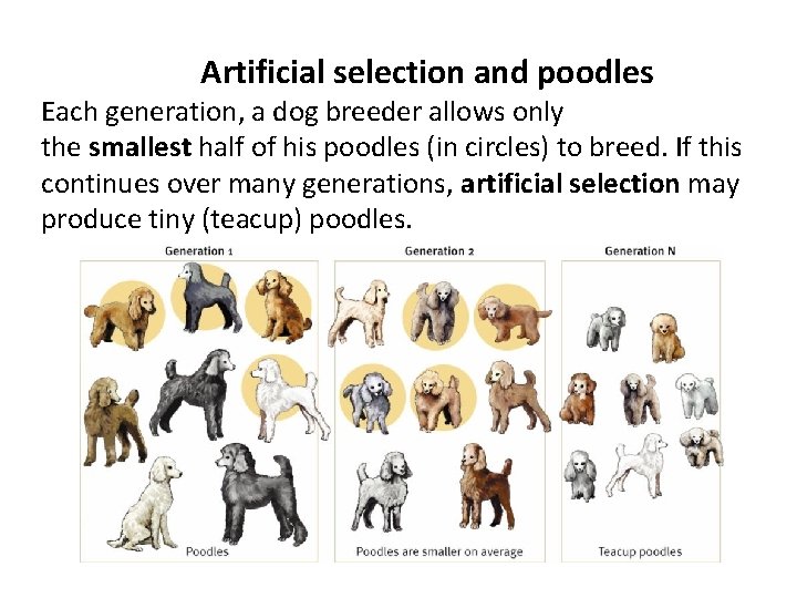 Artificial selection and poodles Each generation, a dog breeder allows only the smallest half